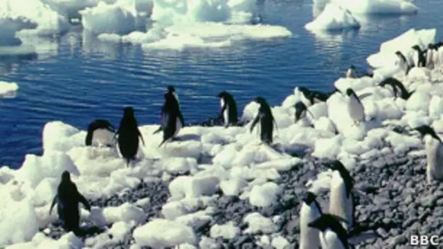 Доктор Левик заподозрил пингвинов Адели в некрофилии