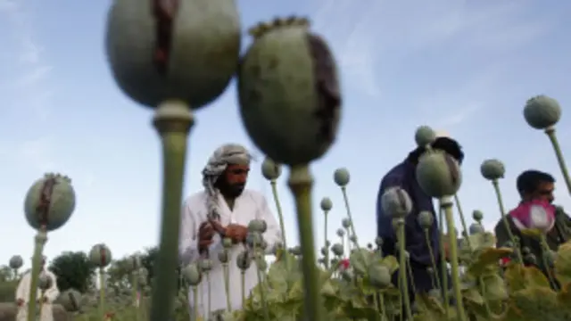 افغانستان لا تر اوسه د نړۍ نشه يي توکو تر ټولو زيات توليدونکی هېواد دی 