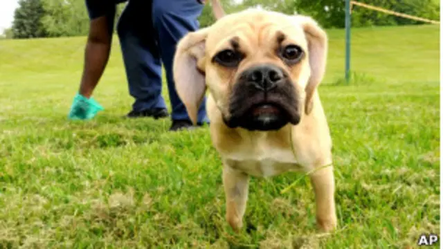 Dono coleta fezes deixadas por seu cão na rua (Foto: AP)