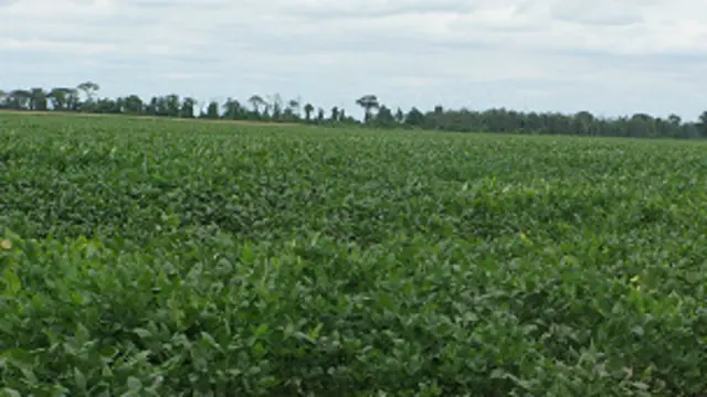 Campo de soja Foto: Macarena Gagliardi/BBC