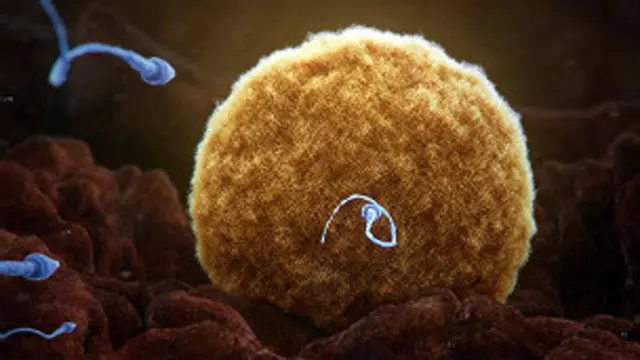 La astenospermia es la principal causa de infertilidad en los hombres.