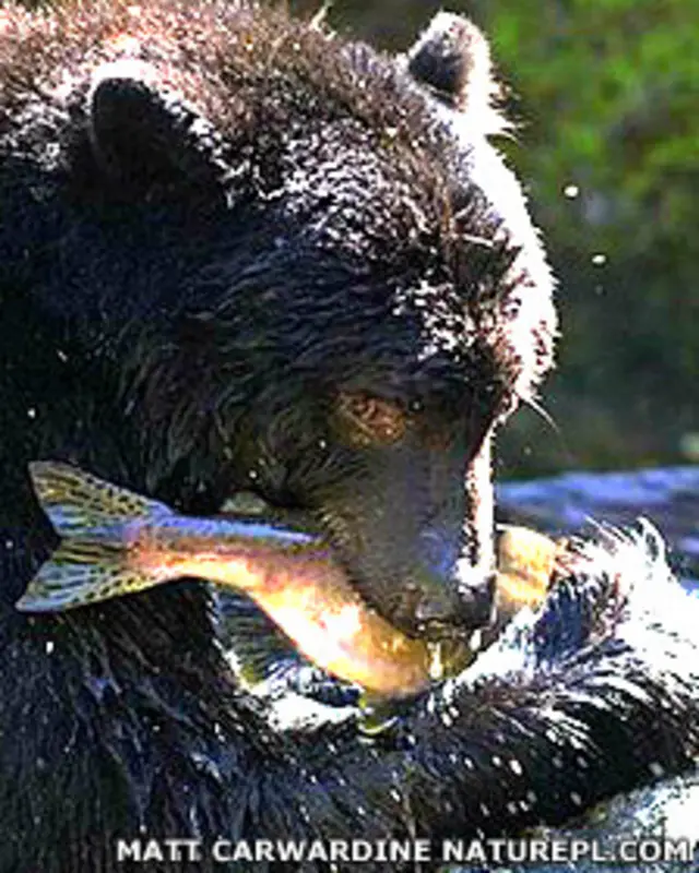 Oso negro comienzo un pez Foto: Matt Carwardine Naturepl.com 
