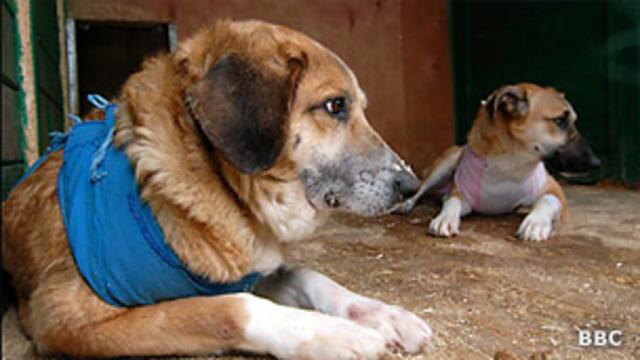 Прооперированные собаки