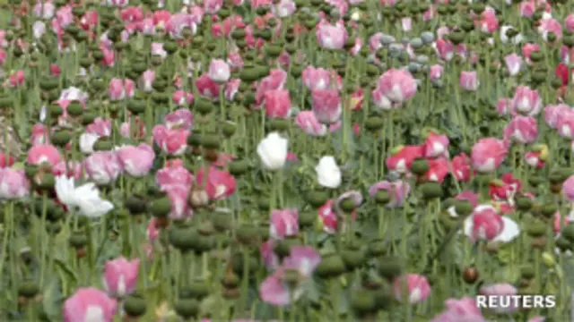 سږ کال د تېر هغه په پرتله پر لا ډېرو ځمکو کوکنار کرل شوي دي.