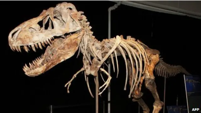 ये कंकाल टिरेनोसॉरस बतार का है जिसे सात साल पहले गोबी मरुस्थल से निकाला गया था.