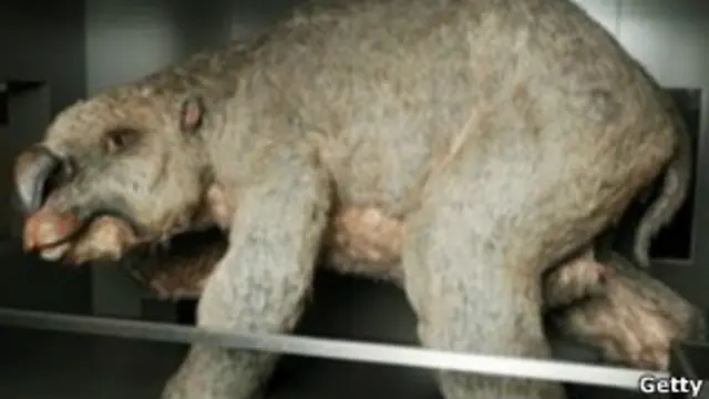 Реконструкция вымершего сумчатого дипротодона