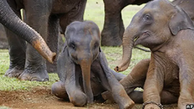 පින්නවල අනාථ අලි පැටව්.