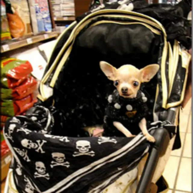 這樣的待遇和寶寶差不多吧？