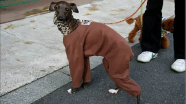 在東京，不穿衣服的狗反倒是稀罕。