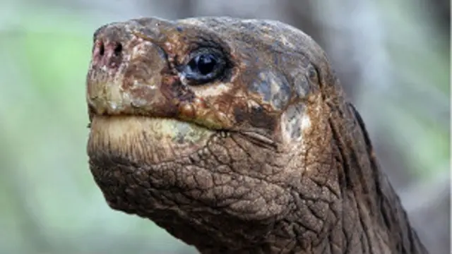 Tortuga de galápagos, solitario Jorge