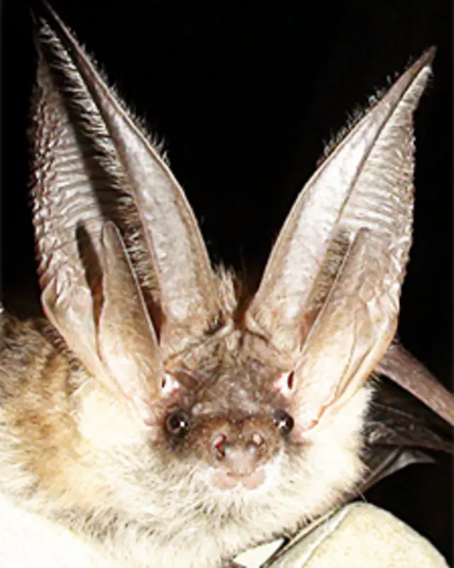 Murciélago orejudo gris (Plecotus austriacus) Foto: Daniel Hargreaves