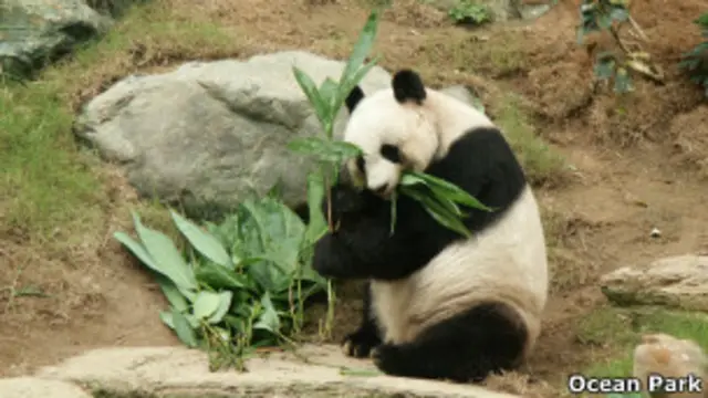 34歲的佳佳為現時世上年紀最大的雌性大熊貓。