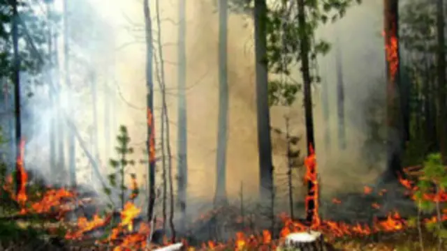 जंगल में आग