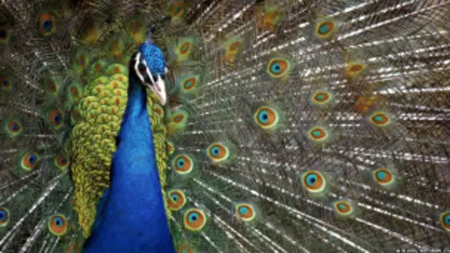 محکمہ جنگلی حیات سندھ کے مطابق صحرائے تھر میں موروں کی تعداد اسّی ہزار ہے