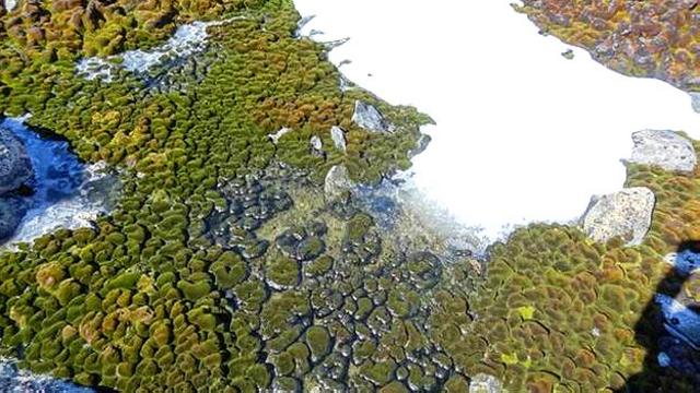 adaptaciones de campiones de musgo