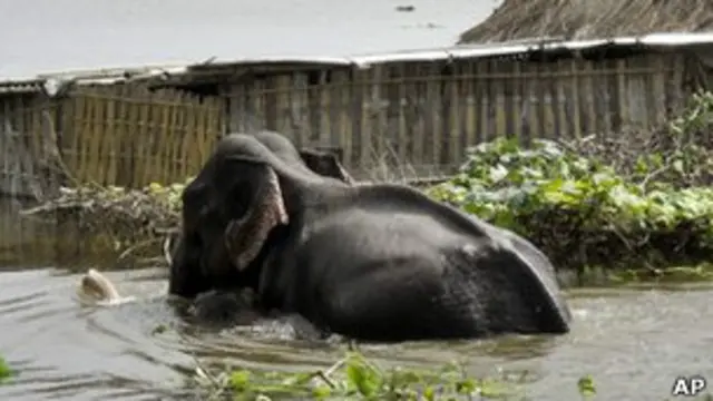 آثار الفيضانات في حديقة كازيرانغا الوطنية