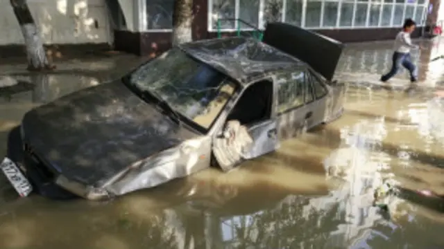 Mast jojalar mushuklarning ustasi emas