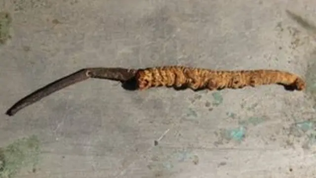 कीड़ा जारी