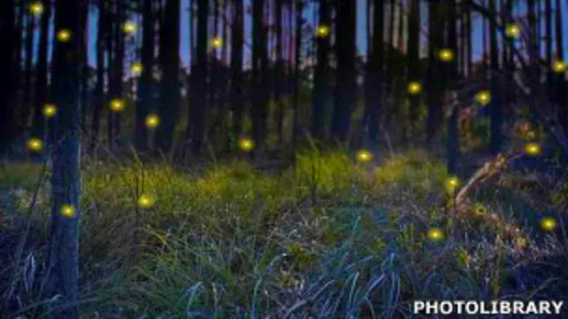 Жуки-светляки