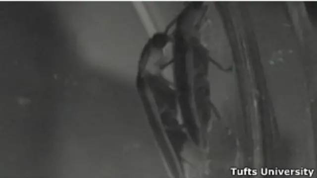 Жуки светляки