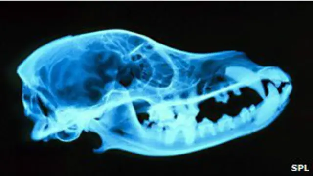 por qué los perros esconden huesos