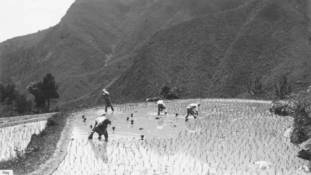 Крестьяне высаживают рис.