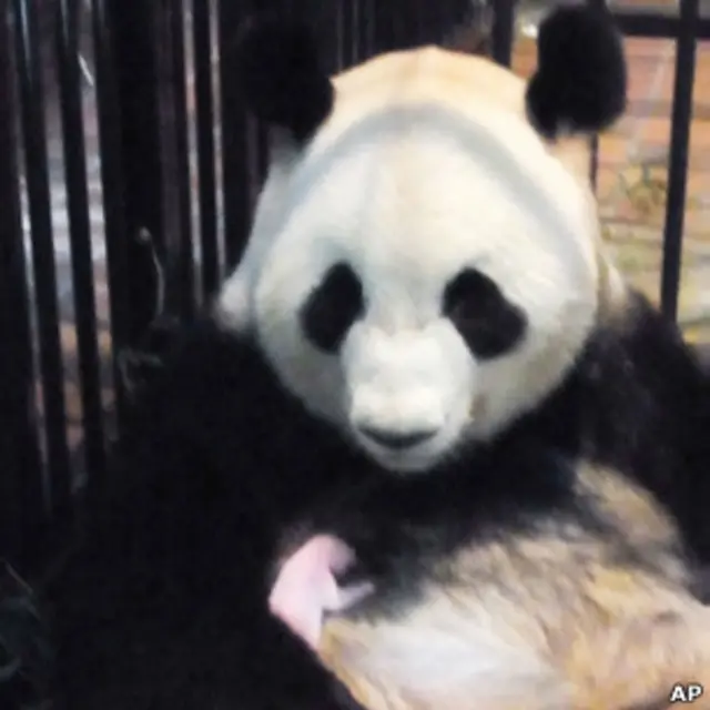 中国租借给日本上野动物园的大熊猫“真真”不久前产下的熊猫宝宝在星期三（7月11日）上午死亡。