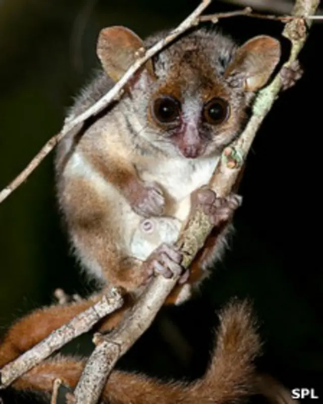 Карликовый лемур