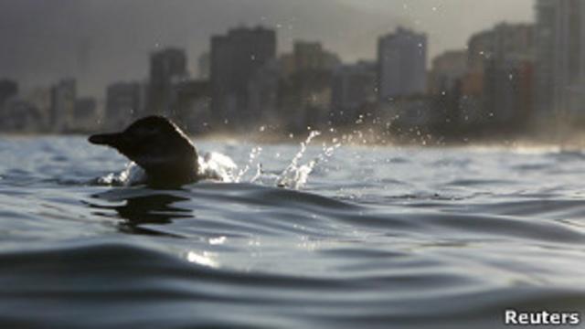 Пингвин у берегов Рио-де-Жанейро