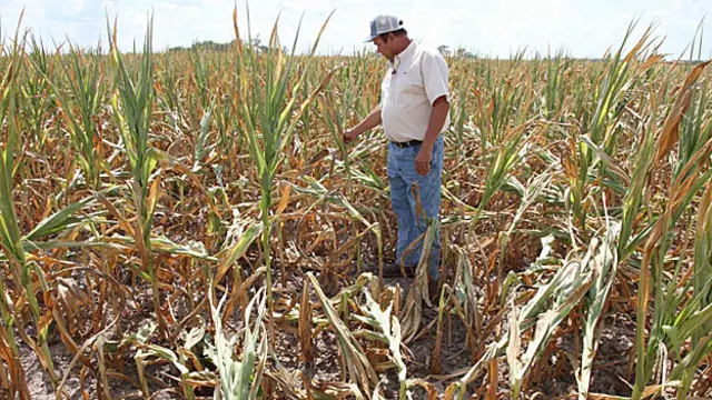 मक्के का सूखता खेत