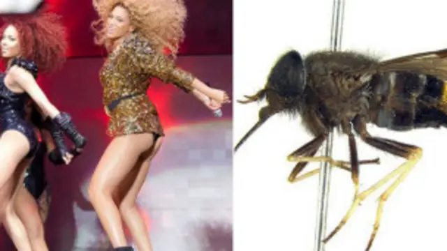 Жуки и поп-звезды