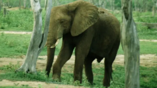 elephant