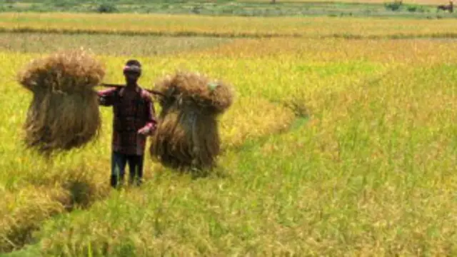 সরকার বলছে, বাংলাদেশ চালে স্বয়ংসম্পূর্ণ