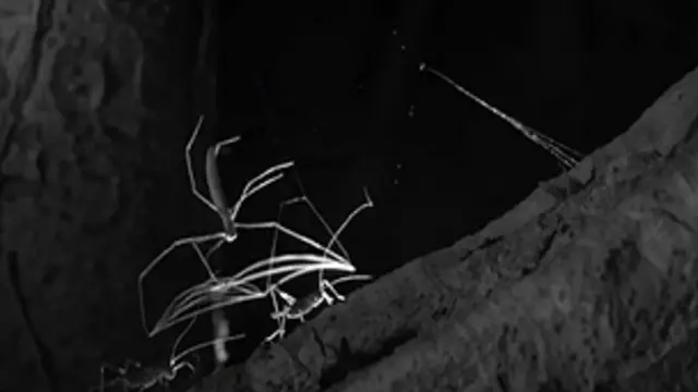 Aranha captura presa com emboscadas (BBC)