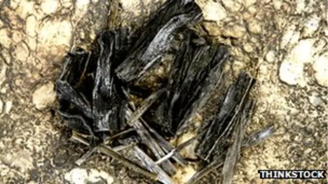 Existen 10.000 variedades de algas comestibles en el mundo. 