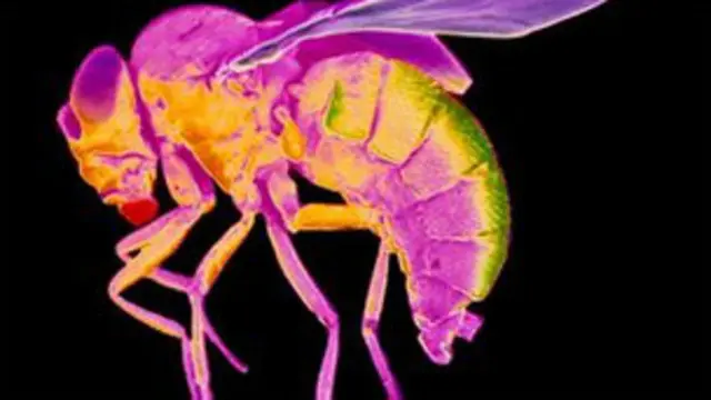 برازیل میں حالیہ تجربات کے نتیجے میں کمپنی نے ڈینگی کی مکھیوں میں چھیانوے فیصد کمی کی اطلاع دی ہے