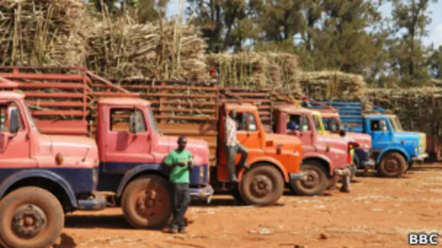 Сахарная плантация