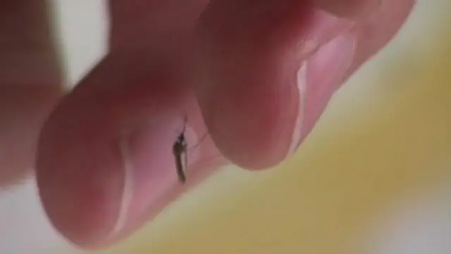 يعتبر البعوض الناقل الأساسي للملاريا