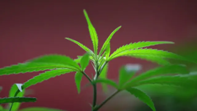 मारियुआना 