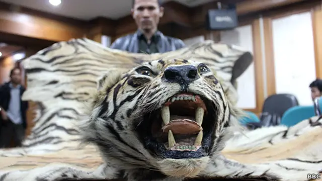 Harimau Sumatra