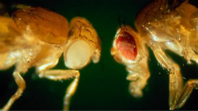 اس تجربے کا مقصد زیتون کی فصل پر آنے والی مکھیوں کا مقابلہ ایسی نر مکھیوں سے کرنا ہے جن میں مادہ مکھیوں کو مارنے کے جین ہوں گے