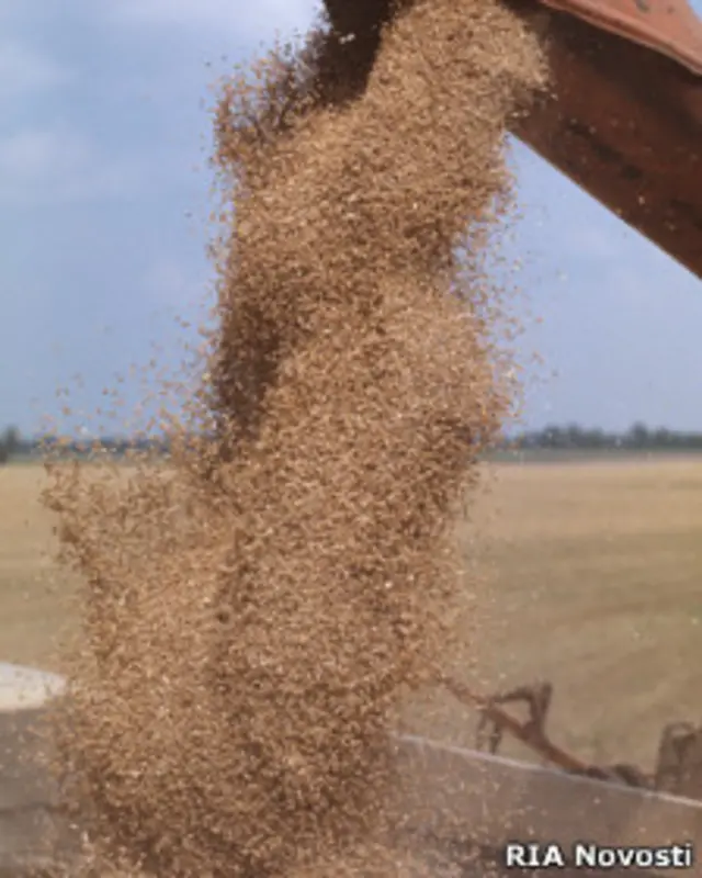 Сбор зерна в Украине