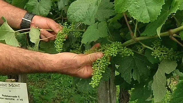 ۔۔۔انگوروں پر تحقیق حکومت کی سرپرستی میں ہو رہی ہے 