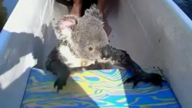 کوالا کی کوشش سے نئے عضو کی نمو