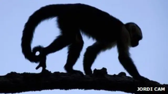 بڑے خصیوں والے نر بندر،گوریلے اور لنگور زیادہ بےوفا ہوتے ہیں