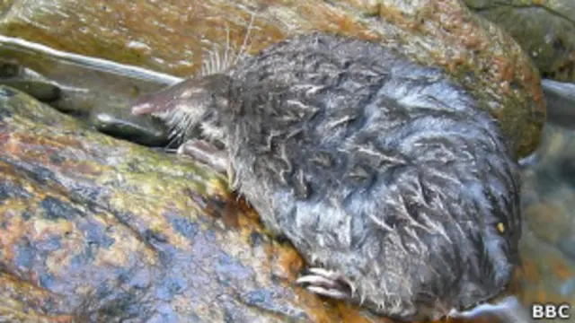 Пиренейская выхухоль