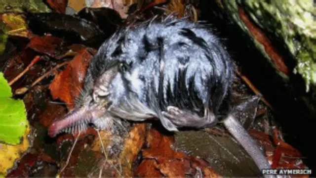 Пиренейская выхухоль