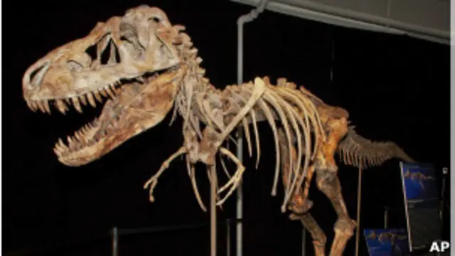 esqueleto de tiranosaurio