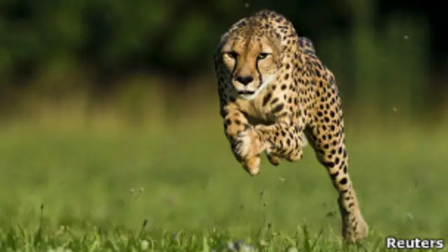 cheetah