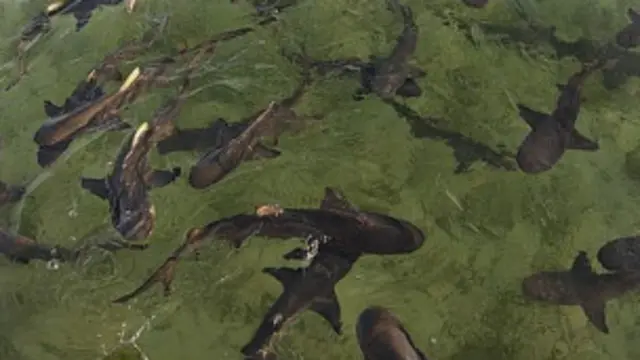 لیمن شارک جہاں پیدا ہوتی ہے وہیں بچے دیتی ہے